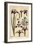 Iris Plant and Flower Parts, with Inset, 1897 (Lithograph)-Eugene Grasset-Framed Giclee Print