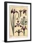 Iris Plant and Flower Parts, with Inset, 1897 (Lithograph)-Eugene Grasset-Framed Giclee Print