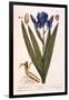 Iris, Plate 69 from 'A Curious Herbal', Published 1782-Elizabeth Blackwell-Framed Giclee Print