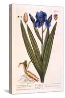 Iris, Plate 69 from 'A Curious Herbal', Published 1782-Elizabeth Blackwell-Stretched Canvas