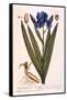 Iris, Plate 69 from 'A Curious Herbal', Published 1782-Elizabeth Blackwell-Framed Stretched Canvas