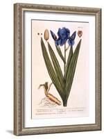 Iris, Plate 69 from 'A Curious Herbal', Published 1782-Elizabeth Blackwell-Framed Giclee Print