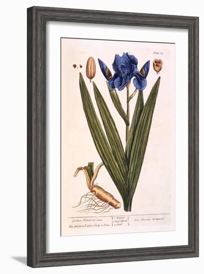 Iris, Plate 69 from 'A Curious Herbal', Published 1782-Elizabeth Blackwell-Framed Giclee Print