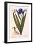 Iris, Plate 69 from 'A Curious Herbal', Published 1782-Elizabeth Blackwell-Framed Giclee Print