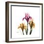 Iris Portrait-Albert Koetsier-Framed Art Print