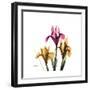 Iris Portrait-Albert Koetsier-Framed Art Print