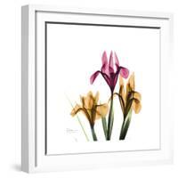 Iris Portrait-Albert Koetsier-Framed Art Print