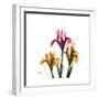 Iris Portrait-Albert Koetsier-Framed Art Print