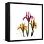 Iris Portrait-Albert Koetsier-Framed Stretched Canvas