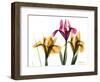 Iris Portrait-Albert Koetsier-Framed Premium Giclee Print