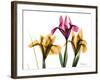 Iris Portrait-Albert Koetsier-Framed Premium Giclee Print