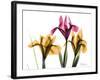 Iris Portrait-Albert Koetsier-Framed Premium Giclee Print