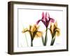 Iris Portrait-Albert Koetsier-Framed Art Print