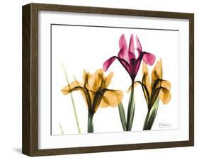 Iris Portrait-Albert Koetsier-Framed Art Print