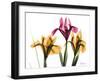 Iris Portrait-Albert Koetsier-Framed Art Print