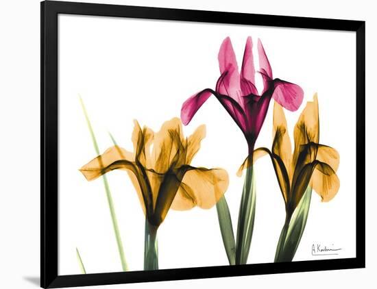 Iris Portrait-Albert Koetsier-Framed Art Print