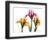 Iris Portrait-Albert Koetsier-Framed Art Print