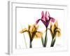 Iris Portrait-Albert Koetsier-Framed Art Print