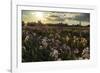 Iris Production Field at Sunset, Schreiner's Iris Gardens, Keizer, Oregon, USA-Rick A. Brown-Framed Photographic Print