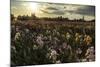 Iris Production Field at Sunset, Schreiner's Iris Gardens, Keizer, Oregon, USA-Rick A. Brown-Mounted Photographic Print