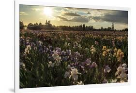 Iris Production Field at Sunset, Schreiner's Iris Gardens, Keizer, Oregon, USA-Rick A. Brown-Framed Photographic Print