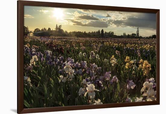 Iris Production Field at Sunset, Schreiner's Iris Gardens, Keizer, Oregon, USA-Rick A. Brown-Framed Photographic Print