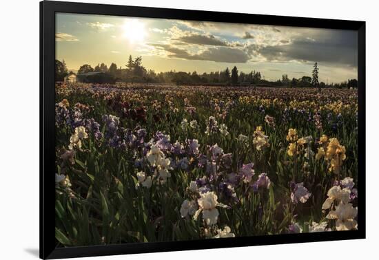 Iris Production Field at Sunset, Schreiner's Iris Gardens, Keizer, Oregon, USA-Rick A. Brown-Framed Photographic Print