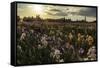 Iris Production Field at Sunset, Schreiner's Iris Gardens, Keizer, Oregon, USA-Rick A. Brown-Framed Stretched Canvas