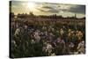 Iris Production Field at Sunset, Schreiner's Iris Gardens, Keizer, Oregon, USA-Rick A. Brown-Stretched Canvas