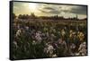 Iris Production Field at Sunset, Schreiner's Iris Gardens, Keizer, Oregon, USA-Rick A. Brown-Framed Stretched Canvas