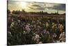 Iris Production Field at Sunset, Schreiner's Iris Gardens, Keizer, Oregon, USA-Rick A. Brown-Stretched Canvas