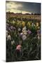 Iris Production Field at Sunset, Schreiner's Iris Gardens, Keizer, Oregon, USA-Rick A. Brown-Mounted Photographic Print