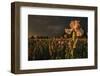 Iris Production Field at Sunset, Schreiner's Iris Gardens, Keizer, Oregon, USA-Rick A. Brown-Framed Photographic Print