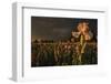 Iris Production Field at Sunset, Schreiner's Iris Gardens, Keizer, Oregon, USA-Rick A. Brown-Framed Photographic Print