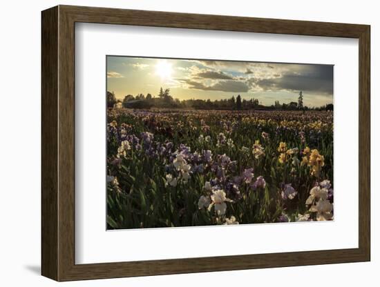 Iris Production Field at Sunset, Schreiner's Iris Gardens, Keizer, Oregon, USA-Rick A. Brown-Framed Photographic Print