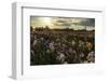 Iris Production Field at Sunset, Schreiner's Iris Gardens, Keizer, Oregon, USA-Rick A. Brown-Framed Photographic Print