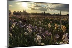 Iris Production Field at Sunset, Schreiner's Iris Gardens, Keizer, Oregon, USA-Rick A. Brown-Mounted Photographic Print
