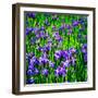 Iris Profusion-Alan Hausenflock-Framed Photo