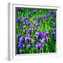 Iris Profusion-Alan Hausenflock-Framed Photo