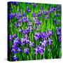 Iris Profusion-Alan Hausenflock-Stretched Canvas