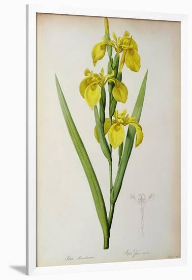 Iris Pseudacorus, from `Les Liliacees', 1805-Pierre-Joseph Redouté-Framed Giclee Print