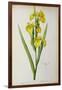 Iris Pseudacorus, from `Les Liliacees', 1805-Pierre-Joseph Redouté-Framed Giclee Print