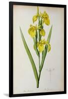 Iris Pseudacorus, from `Les Liliacees', 1805-Pierre-Joseph Redouté-Framed Giclee Print