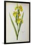 Iris Pseudacorus, from `Les Liliacees', 1805-Pierre-Joseph Redouté-Framed Giclee Print