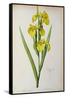 Iris Pseudacorus, from `Les Liliacees', 1805-Pierre-Joseph Redouté-Framed Stretched Canvas
