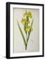 Iris Pseudacorus, from `Les Liliacees', 1805-Pierre-Joseph Redouté-Framed Giclee Print