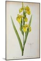 Iris Pseudacorus, from `Les Liliacees', 1805-Pierre-Joseph Redouté-Mounted Giclee Print