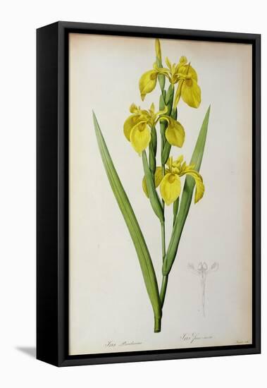 Iris Pseudacorus, from `Les Liliacees', 1805-Pierre-Joseph Redouté-Framed Stretched Canvas