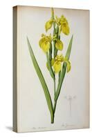 Iris Pseudacorus, from `Les Liliacees', 1805-Pierre-Joseph Redouté-Stretched Canvas