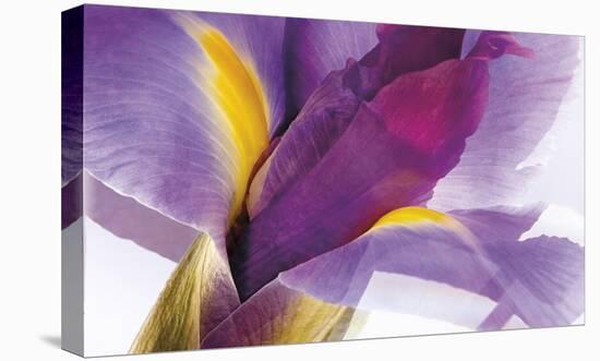 Iris Rising-Harold Davis-Stretched Canvas